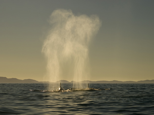 Sei whales. Photo: © Tom Crowley 