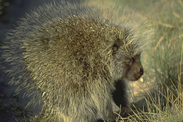 Rodent. Covered in barbed quills. And it's coming for your car, your guns, your house. Photo: © Alan D. St. John 