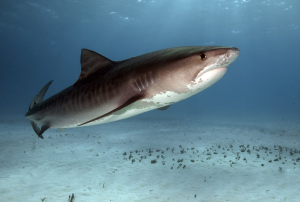 Tiger shark. Photo: Greg Amptman - shutterstock.com 
