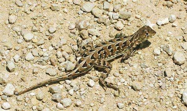 Spot-tailed earless lizard, a potentially vanishing species in Texas. Photo © Mike Duran/TNC