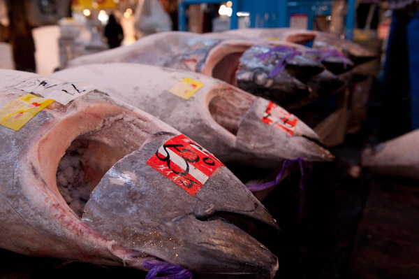 Tuna for sale at the Tsukiji fish market in Tokyo. Photo: Flickr user Stewart Butterfield under Creative Commons 