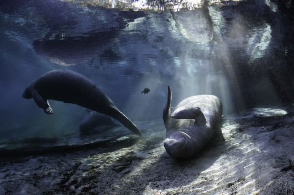 A recent ballot initiative passed in Florida, with provisions to conserve freshwater springs that are important for the quality of the state's drinking water and the survival of iconic Florida species, including endangered manatees. © Carol Grant 