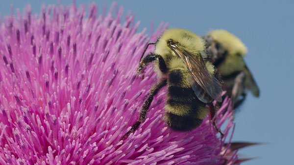 Two-spotted bumble bee (Bombus bimaculatus) feeding on Carduus  Nodding Thistle. Photo by Suzanne Cadwell/Flickr through a Creative Commons license.
