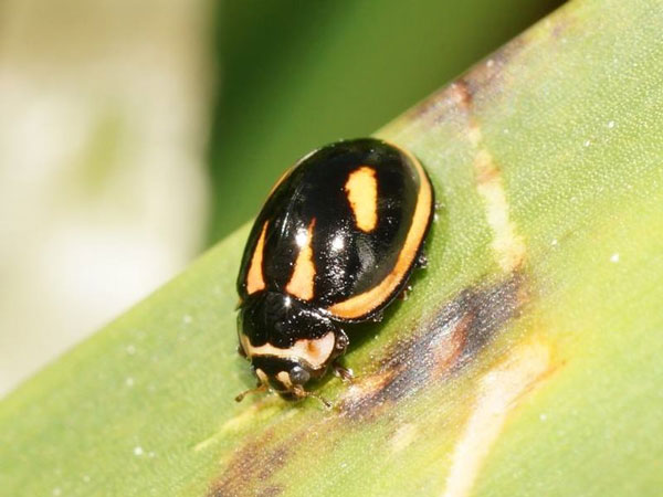 The image of an ladybeetle (Micraspis flavovittata) submitted to BowerBird. Photo by Reiner Richter on BowerBird.