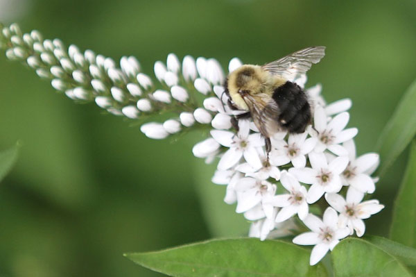 Common eastern bumblebee on Gooseneck loosestrife. Photo by dnydick/Flickr through a Creative Commons license.