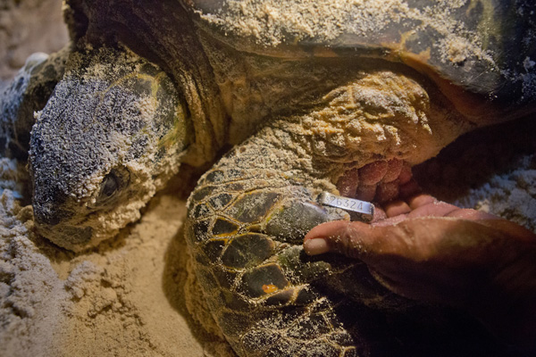 A local conservationist monitors a hawksbill while it lays eggs. Photo: © Bridget Besaw 