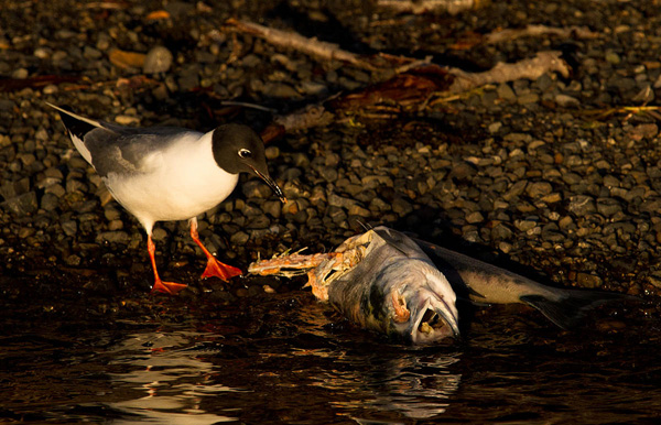 A Bonaparte's gull feasts on a salmon carcass. Photo: © Jonny Armstrong
