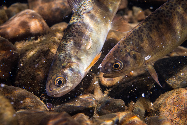 Juvenile coho salmon fatten up on sockeye eggs. Photo: © Jonny Armstrong