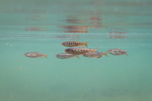 Coho salmon digest their meals in warm surface water. Photo: © Jonny Armstrong