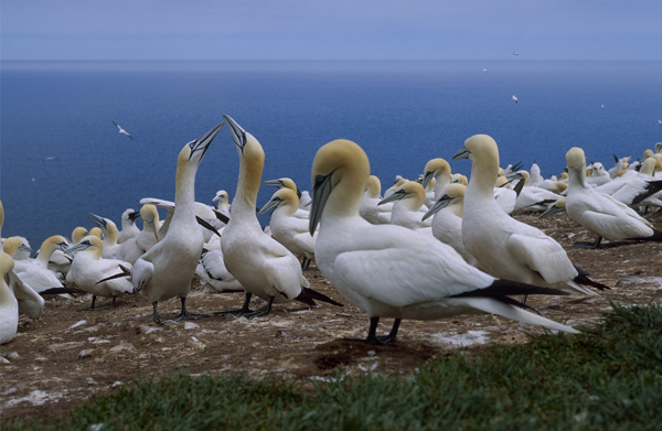 Northern gannets. Photo: © Janet Haas
