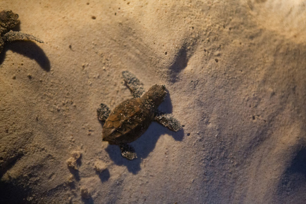 A baby hawksbill turtle moves from nest to sea. Photo: © Bridget Besaw