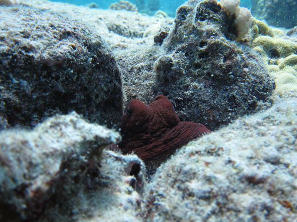 Fishers are experts as finding hiding octopuses, like this one. Photo: © Russell Amimoto