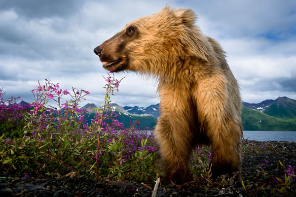 Grizzlies track salmon migrations across the watershed. Photo: © Jonny Armstrong
