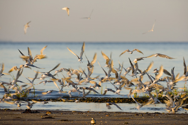 Terns don't utilize fisheries discards as much as some species. Photo: © Jerry Monkman 