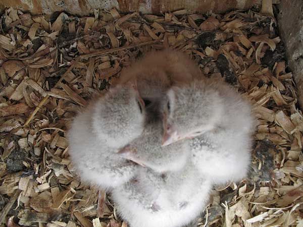 American kestrel chicks. Photo © Glyptodontidae/Flickr through a Creative Commons license. 