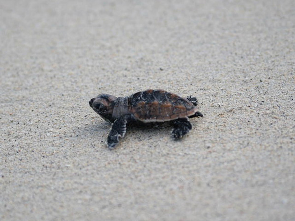 The nesting beaches of hawksbill sea turtles are particularly vulnerable to climate change. Photo: Wikimedia user Fins under a Creative Commons license.
