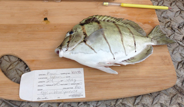 A fish sample ready to be processed. Photo: Eva Schemmel