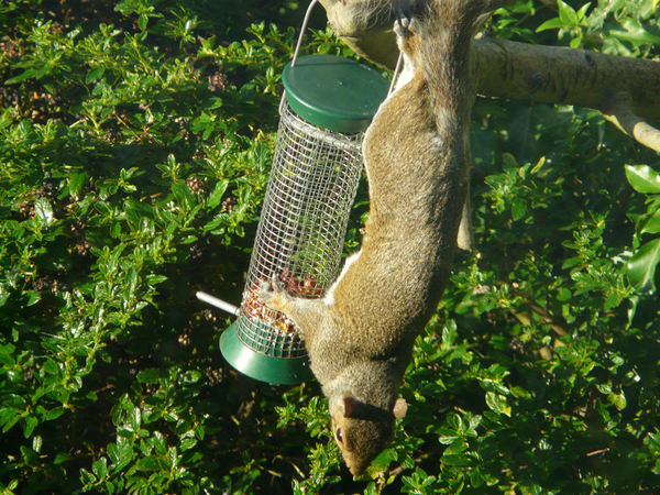 Squirrel raiding the birdfeeder © Tristan Ferne/flickr