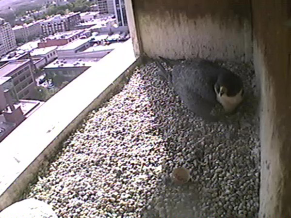 The peregrine nest cam in downtown Boise, Idaho. Photo: © The Peregrine Fund