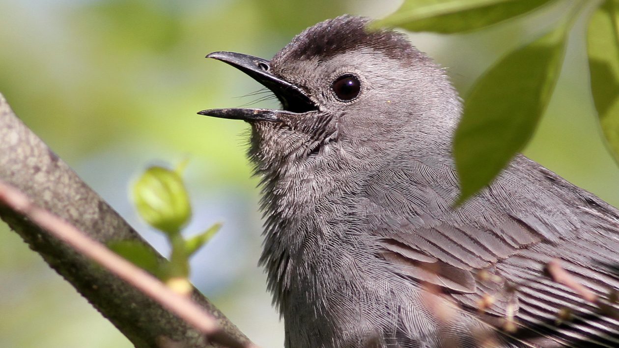 do catbirds eat suet