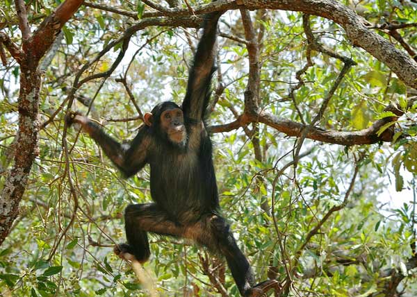 Wild chimpanzee (Pan troglodytes) swinging in Gombe, Tanzania. Photo © Doug Wheller/ Flickr through a Creative Commons license.