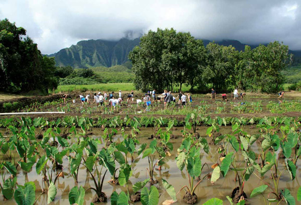 Volunteers assist with agricultural tasks at He'eia wetlands. Photo: © Grady Timmons/TNC