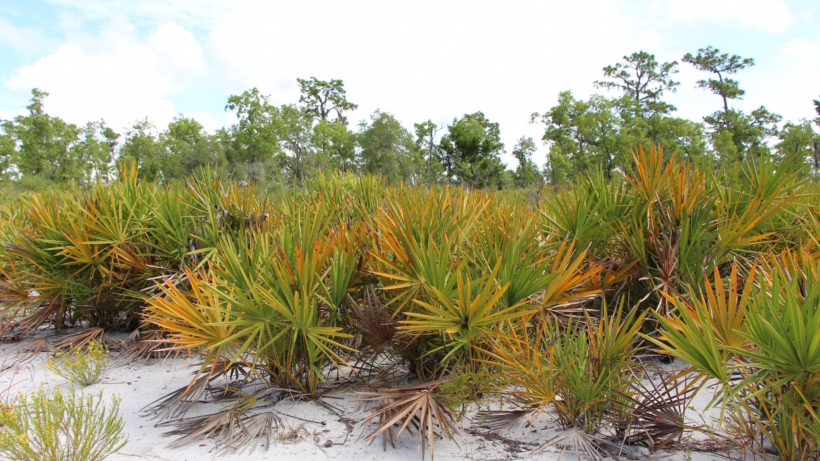 almettos and pines on Florida’s Tiger Creek Preserve. Photo © Justine E. Hausheer / TNC