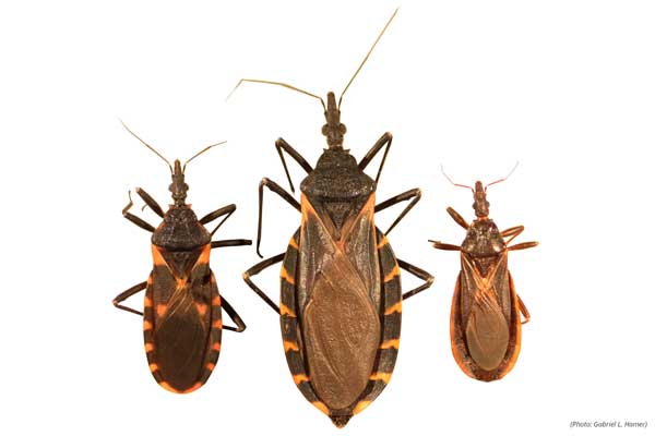 Three species of kissing bugs that can be found in Texas. Left to right: Triatoma sanguisuga, Triatoma gerstaeckeri, Triatoma protracta. Photo © Gabriel L. Hamer.