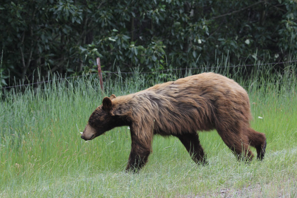 Every nature lover understands the thrill of bear spotting. Photo: Matt Miller/TNC