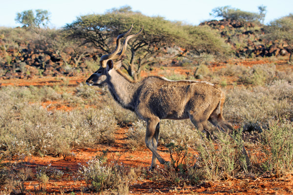 The greater kudu, the author's favorite mammal. Photo: Matt Miller/TNC