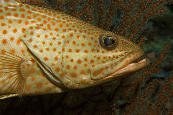 Slender grouper (Anyperodon leucogrammicus). Photo © Daniel and Robbie Wisdom.