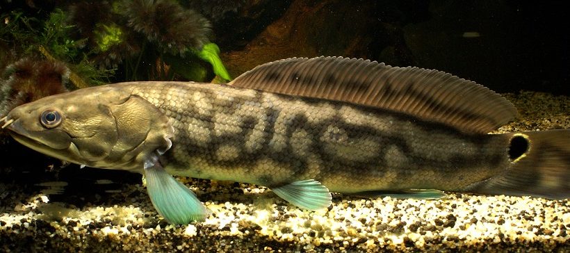 Juvenile male Bowfin in aquarium. Note distinct elongate dorsal fin, tubular nostrils, and eyespot (ocellus) near tail fin. Photo: Solomon David