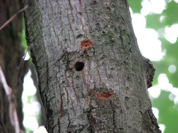 Asian longhorned beetle exit hole (center) and two egg laying divots (top and bottom) on an infested tree.