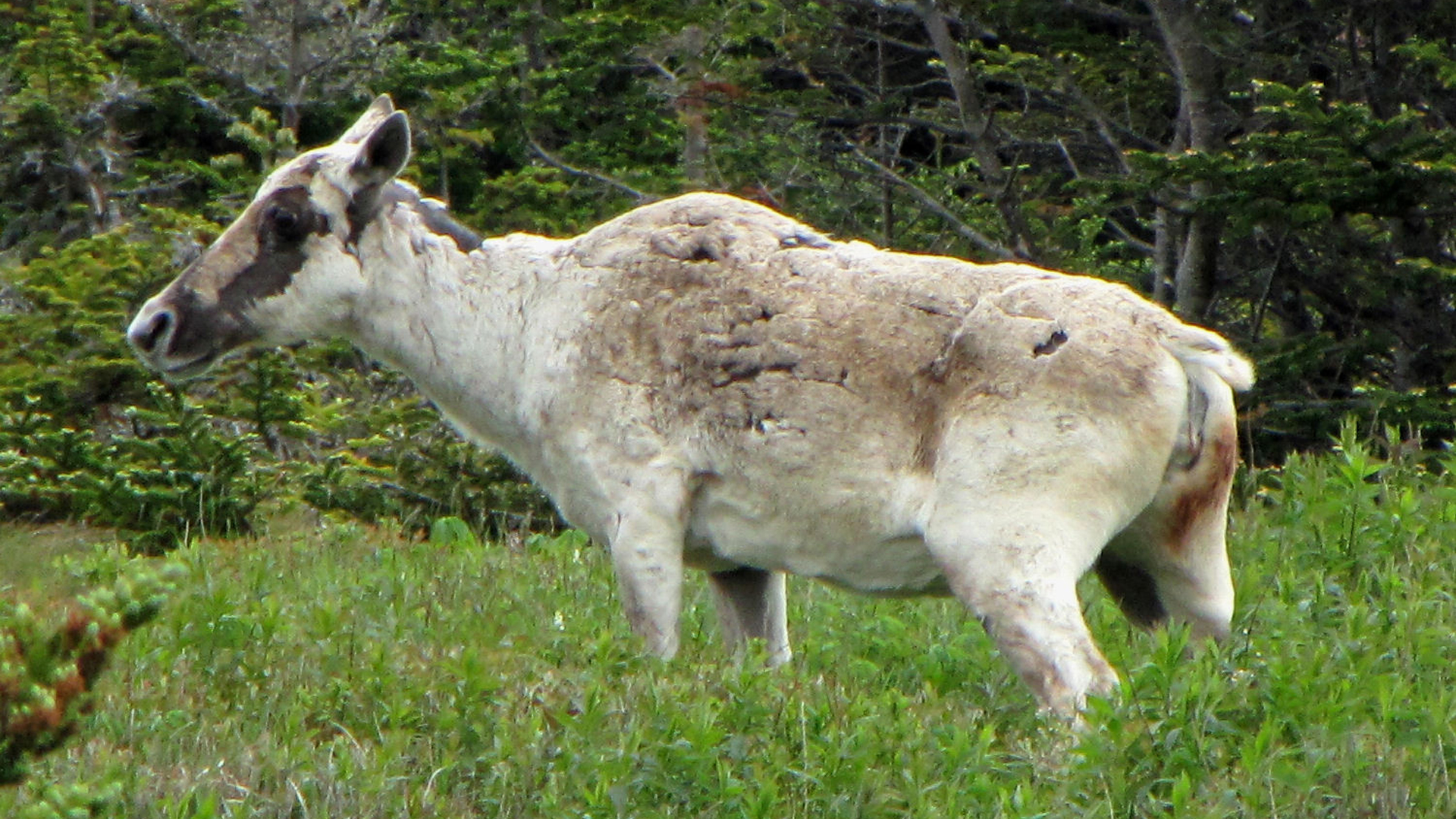 Will woodland caribou run out of places to run? Photo: D. Gordon E. Robertson under a Creative Commons license