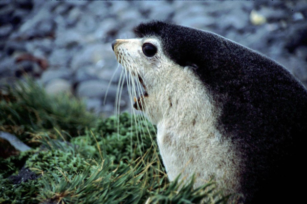 The Subantarctic fur seal lives on islands in the Southern Ocean. Photo: Greg Hofmeyr