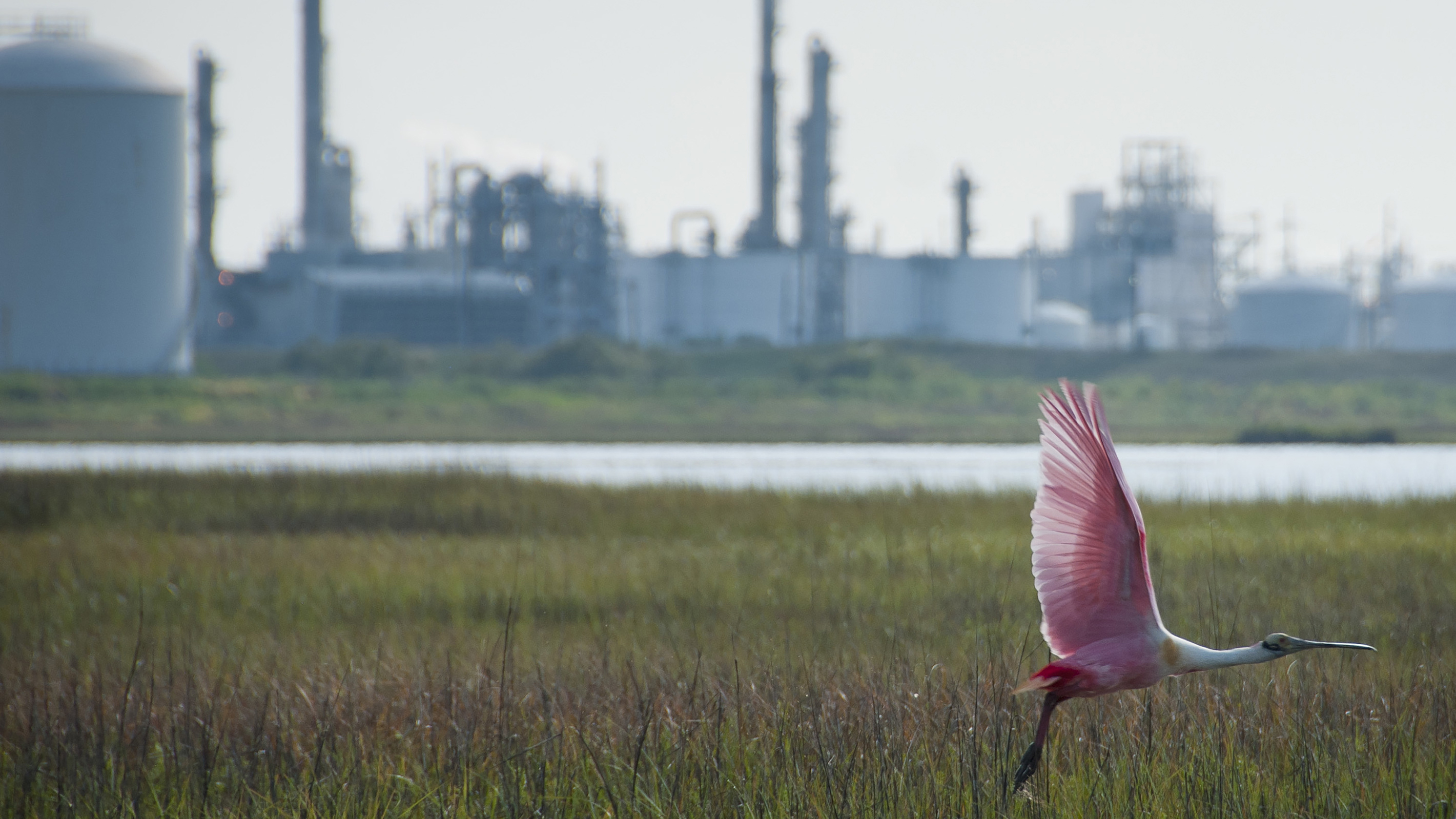 The DOW Chemical plant in Freeport, Texas. Photo: Jen Molnar/TNC