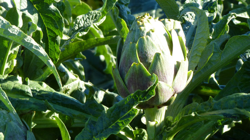 cultivating crops that are usually cooked, like corn or artichokes, between fresh produce fields and grazeable lands would also improve food safety. © Ali Eminov via flickr/creative commons 