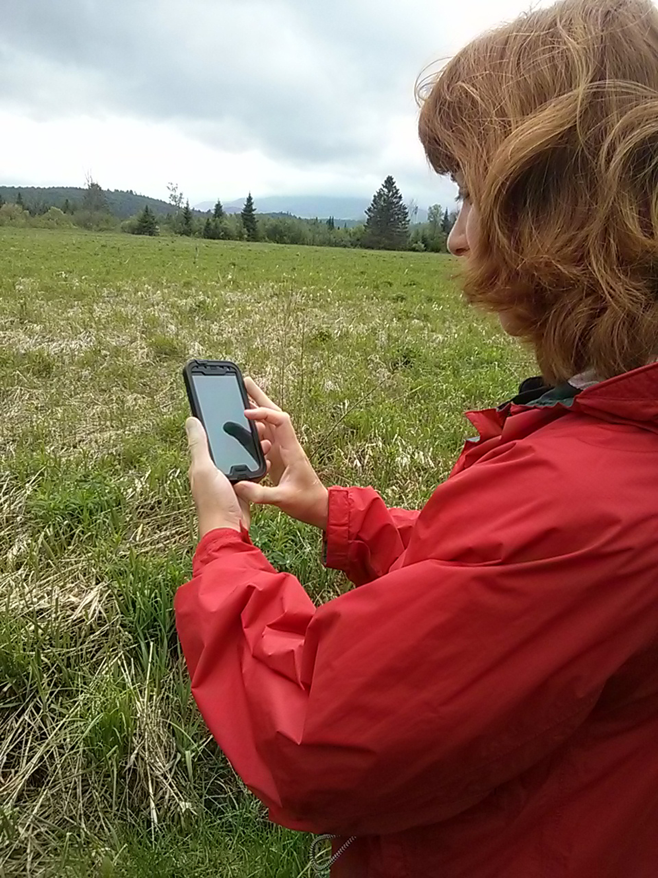 Catilin Stewart of Hamilton County Soil and Water District collects data about invasive species at the Intervale Lowlands Preserve of Lake Placid, NY, on the iMapInvasives mobile app. Photo © Jennifer Dean