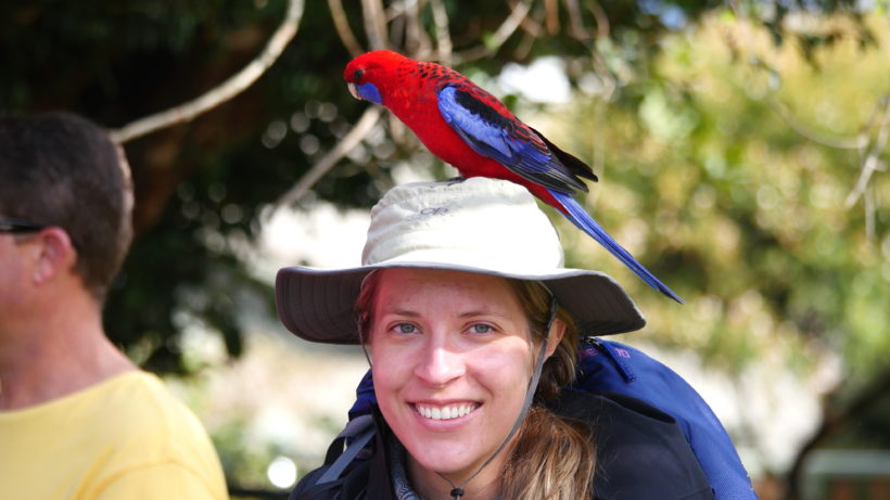 Another Crimson Rosella seeking snacks on the author’s hat. Photo © Timothy Boucher
