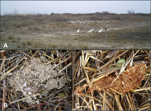 (A) Cameras were used to locate cranes on the marsh. (B) Two crane scat samples. Photo © Miranda R. Bertram, et al. 2015. “Coccidian Parasites and Conservation Implications for the Endangered Whooping Crane (Grus americana).” PLoS One.