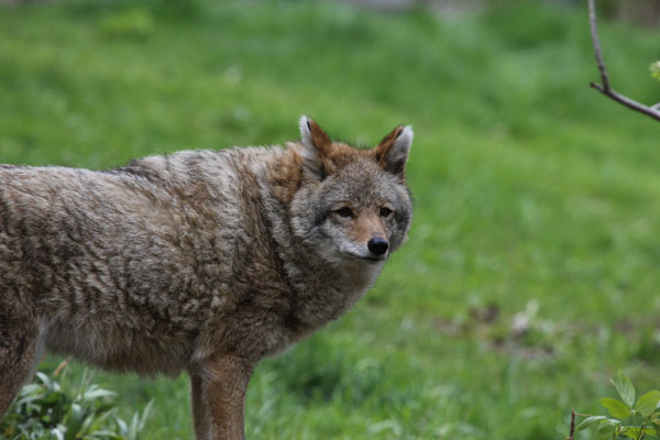 A Wisconsin coyote. Photo: Matt Miller/TNC