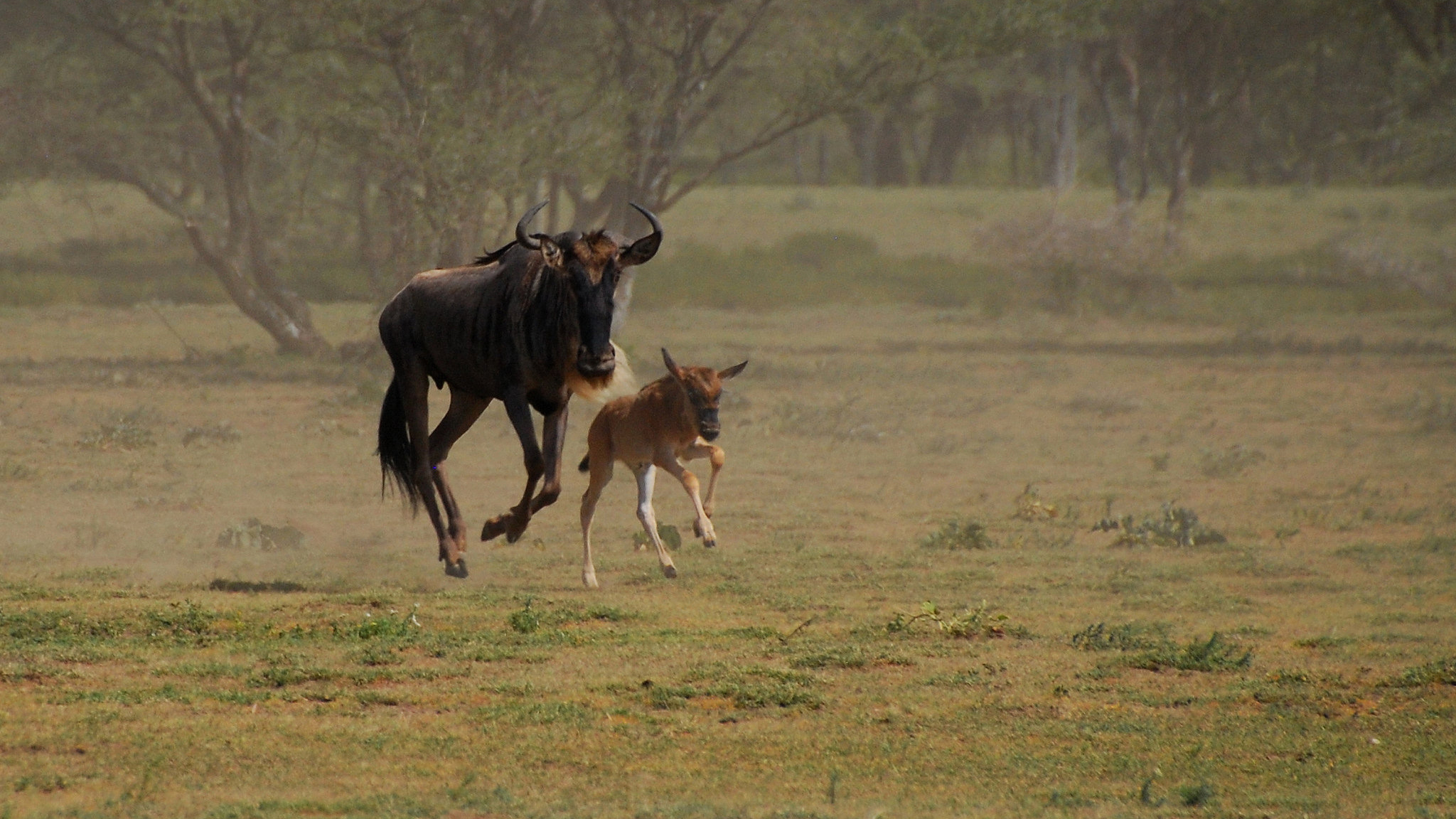 Wildebeest ensure that more young survive the migration by traveling together. Photo © GioRetti/Flickr 