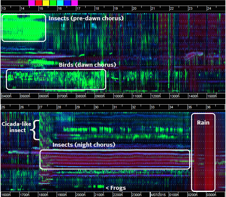 A false-color spectrogram of data from the Musiamunat conservation area. Spectrogram © Michael Towsey and Anthony Truskinger, Queensland University of Technology 