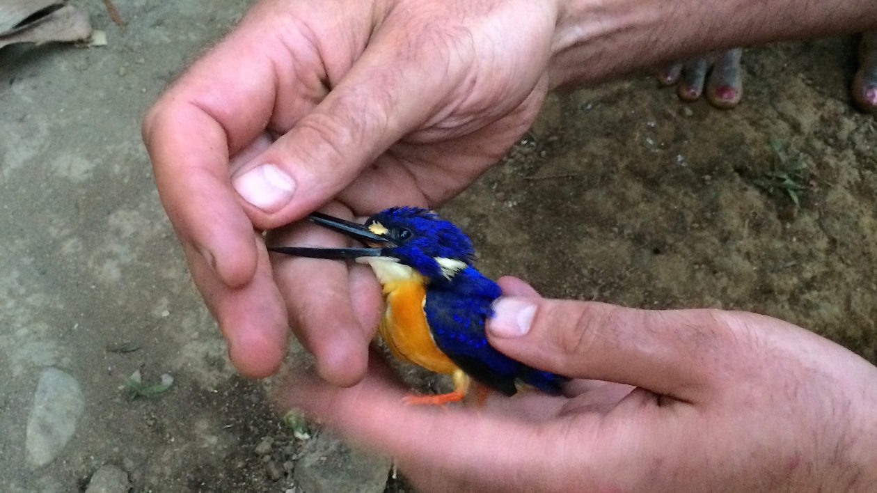 Yavera villagers caught this Azure Kingfisher for us. Photo © Justine E. Hausheer / TNC
