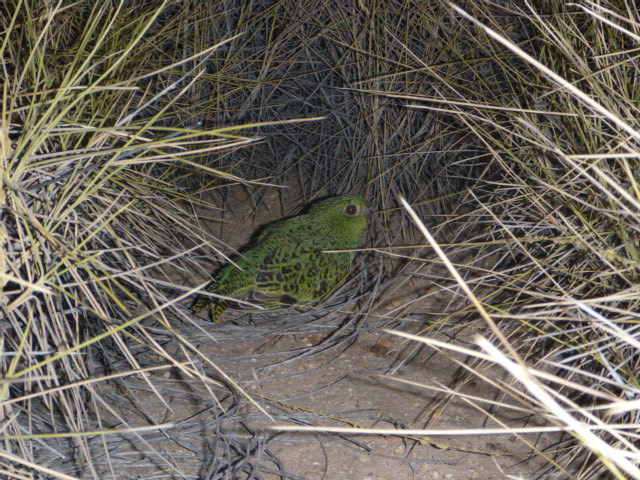The Night Parrot hiding amid spinifex grass. Photo © Steve Murphy