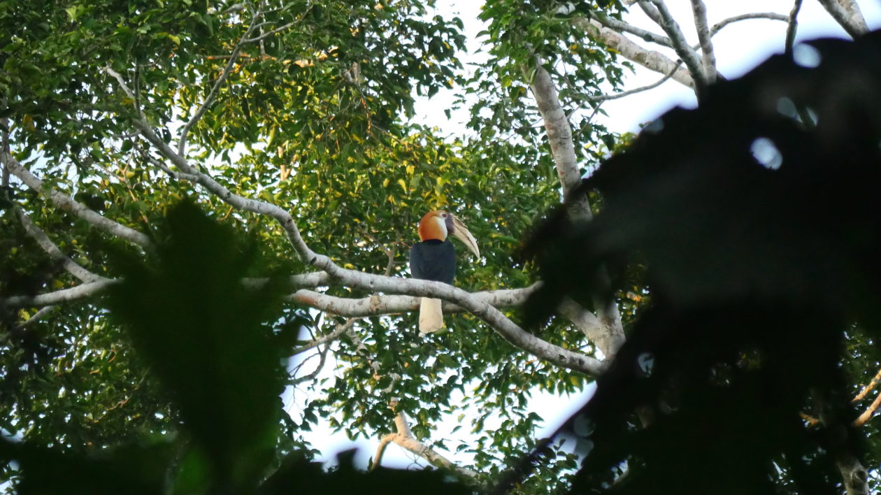 A Blyth’s Hornbill high in the canopy. Photo © Timothy Boucher