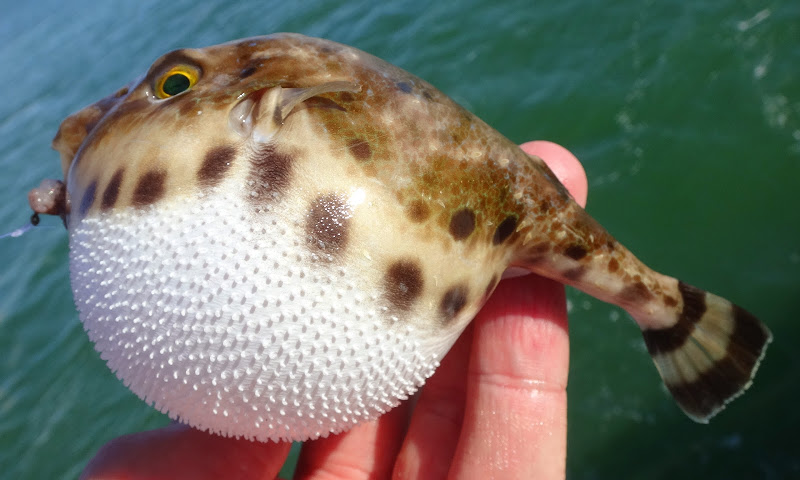 Cantrell's fishing obsession has led him to many unusual species, like this bandtail puffer. Photo: Ben Cantrell