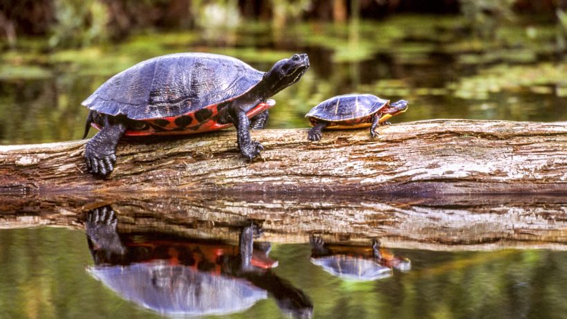 A Plymouth redbelly (left) and a painted turtle basking. Photo © Bill Byrne, MassWildlife