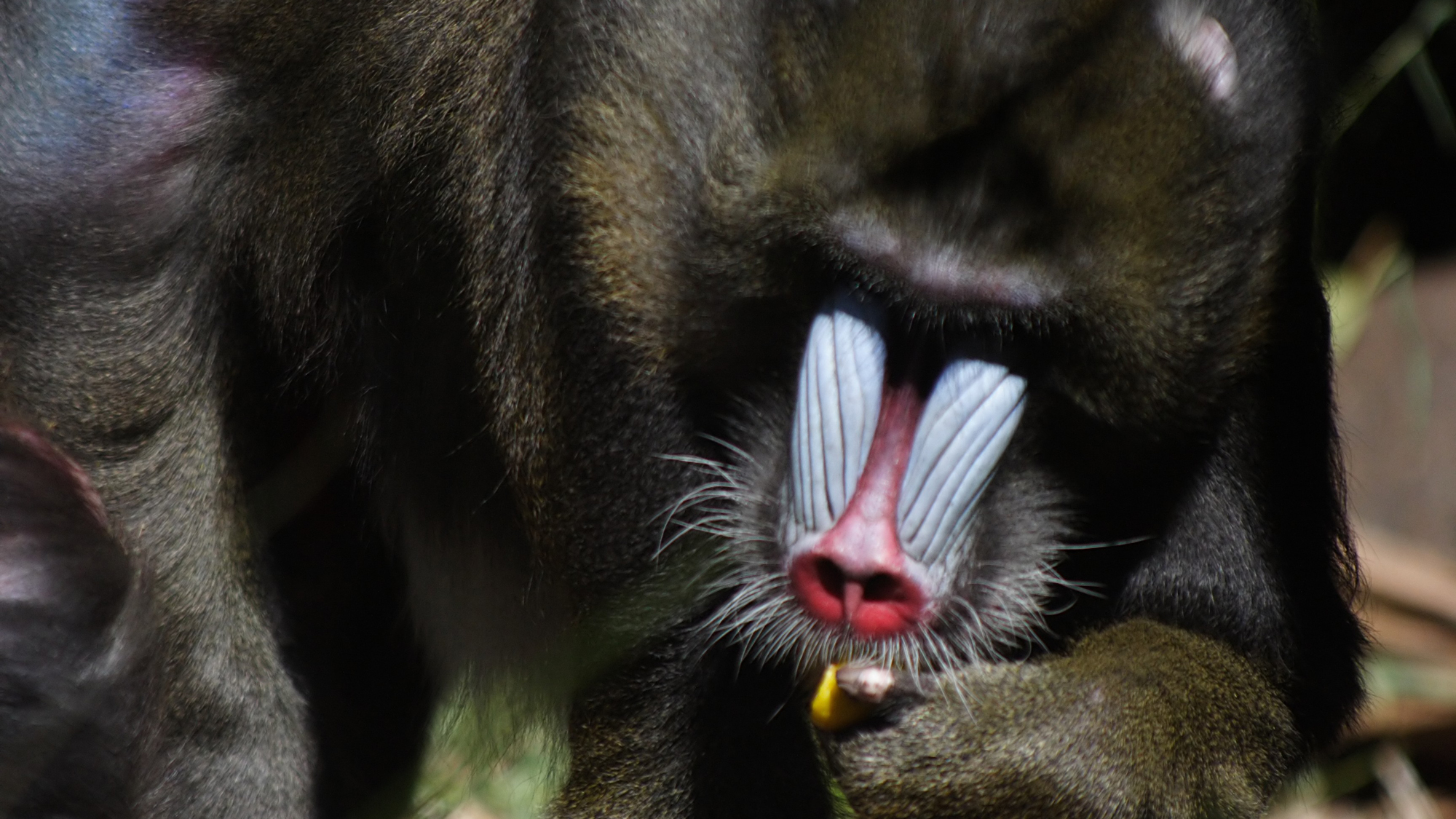 Male mandrill. Photo © Robert Parviainen/Flickr through a Creative Commons license