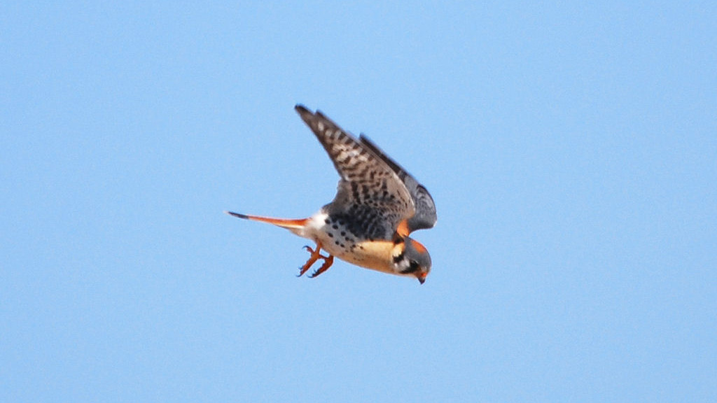 American kestrel (Falco sparverius). Photo © Parry/Flickr